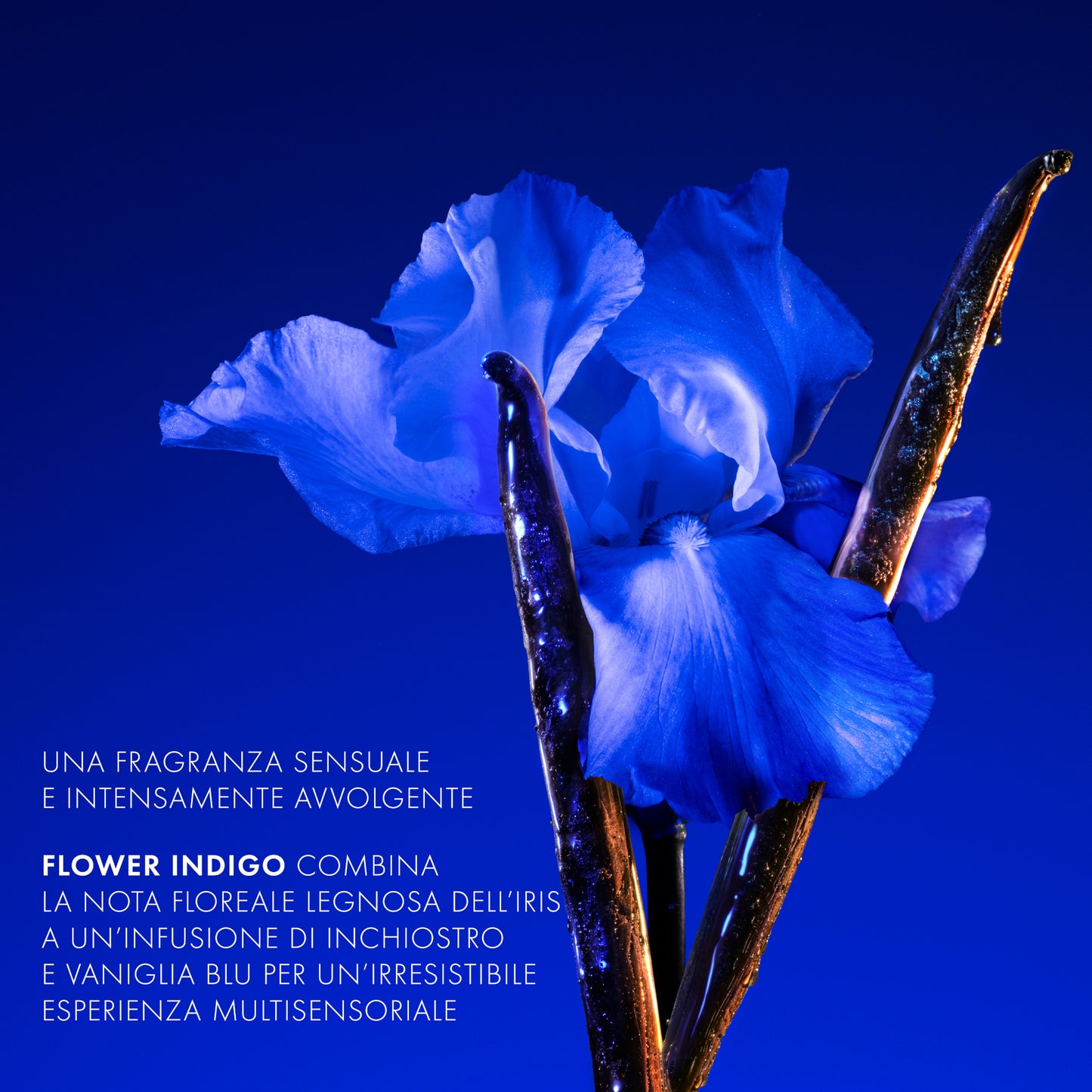 Flower by kenzo Ikebana Indigo