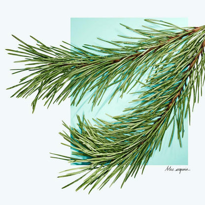 Tiffany & Love For Him