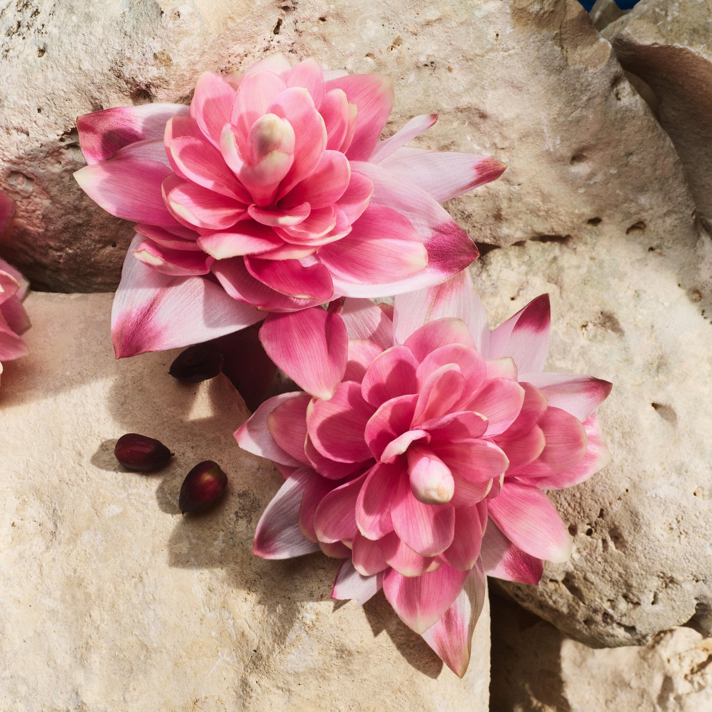 Light Blue Capri In Love Eau de Parfum New