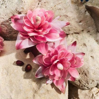 Light Blue Capri In Love Eau de Parfum New