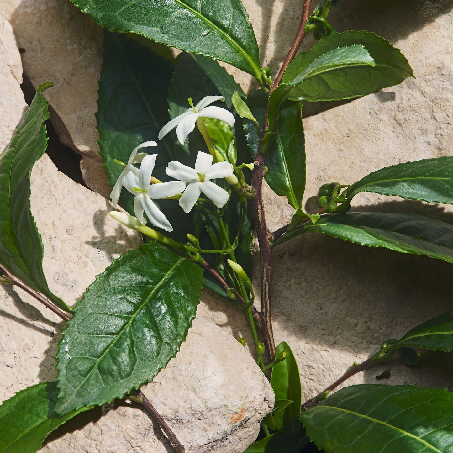 Light Blue Capri In Love Eau de Parfum New