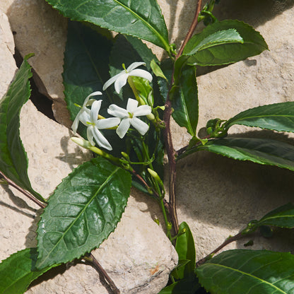 Light Blue Capri In Love Eau de Parfum New