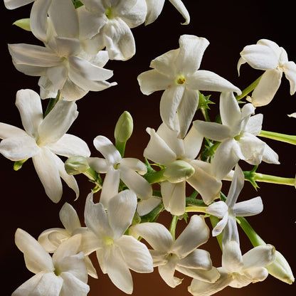 The One Eau de Parfum Intense